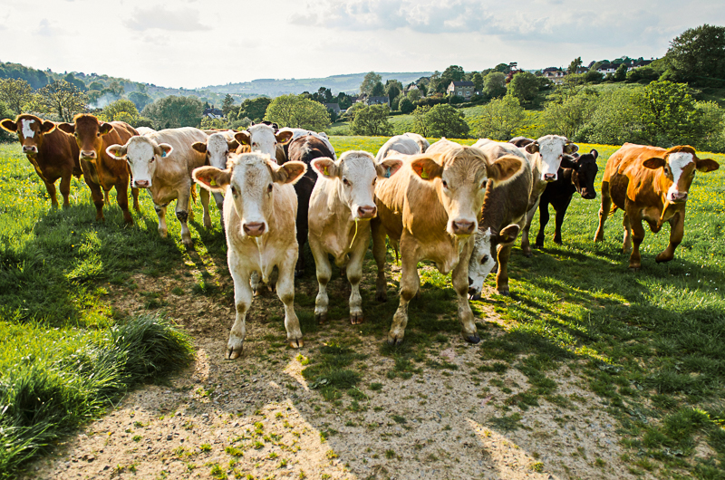 Tierarzt Bestandsbetreuung