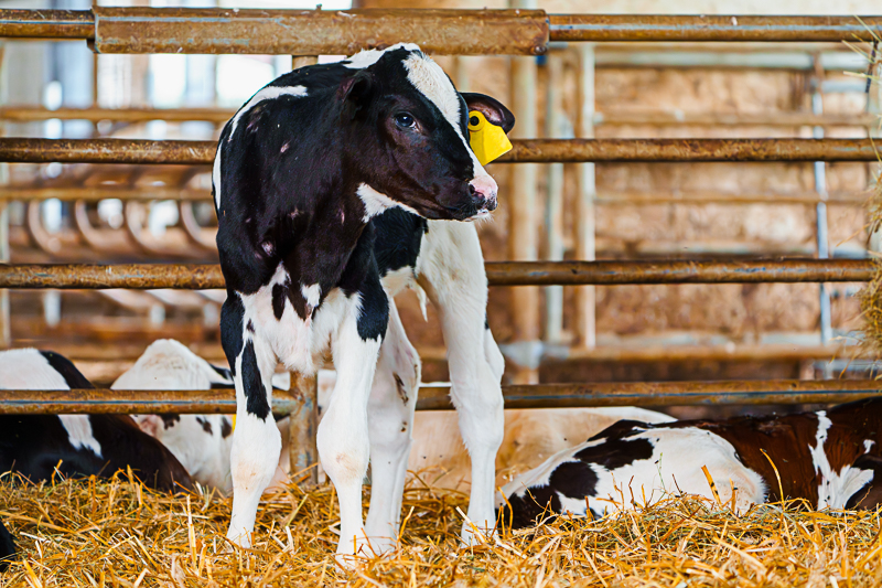 Tierhygiene Zuchtbetreuung